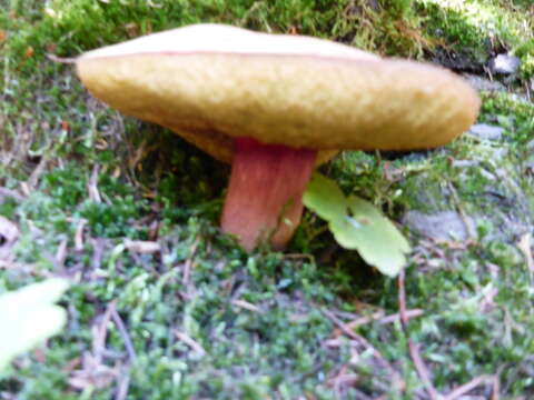 Image of Boletus smithii Thiers 1965