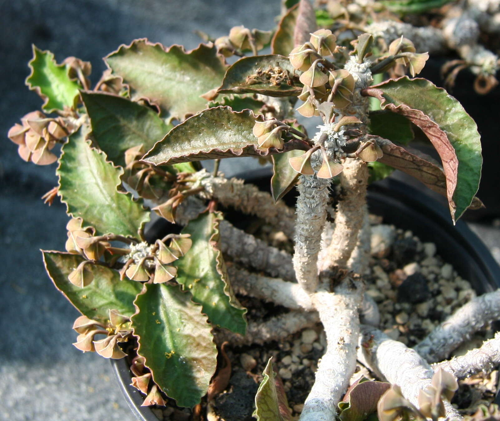 Image of Euphorbia ambovombensis Rauh & Razaf.