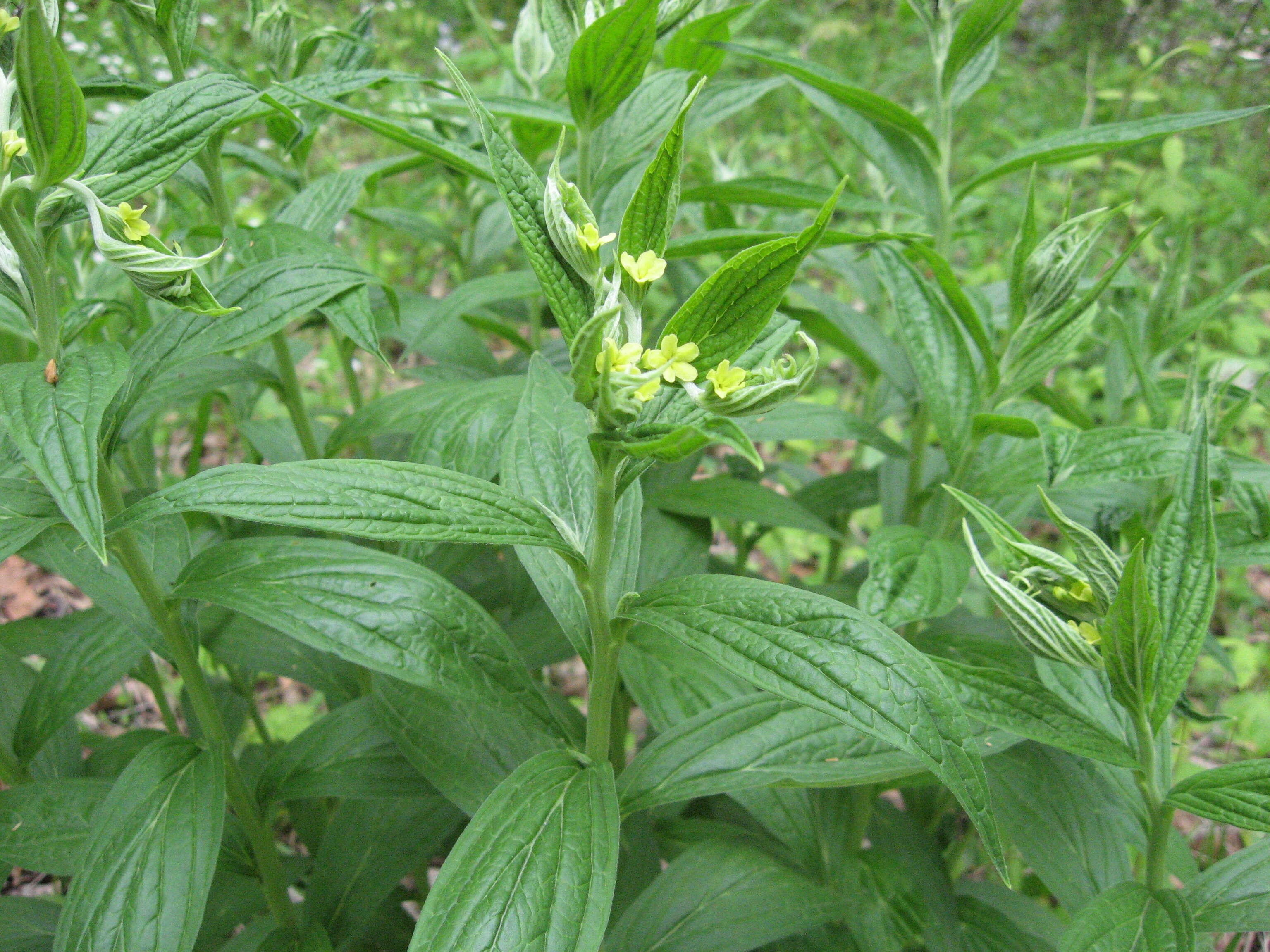 Image of American stoneseed