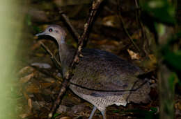 Image of Great Tinamou