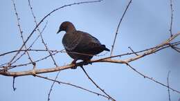 Image of Picazuro Pigeon