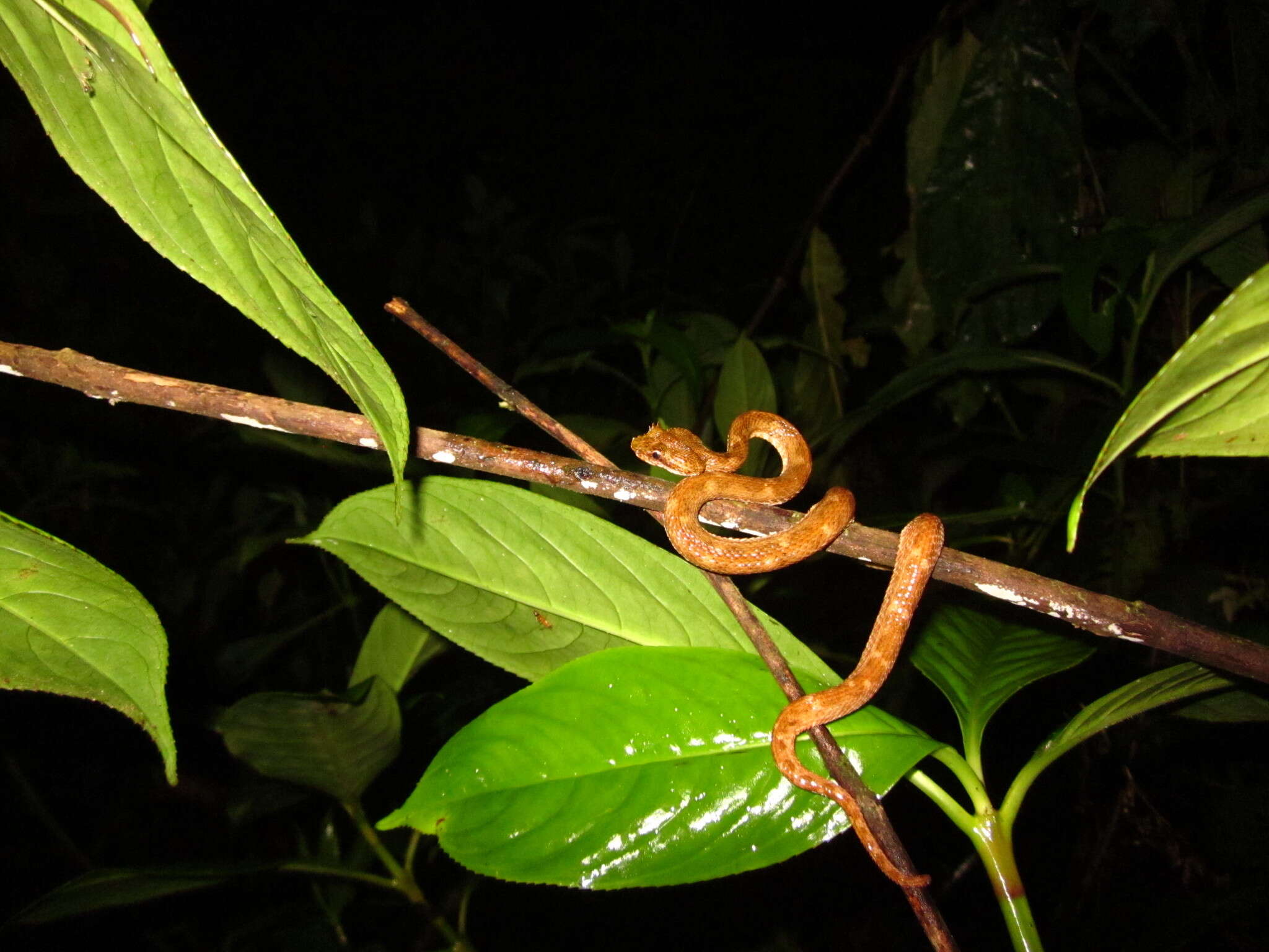 Image of Eyelash Viper