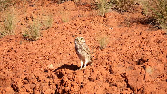 Image of Burrowing Owl