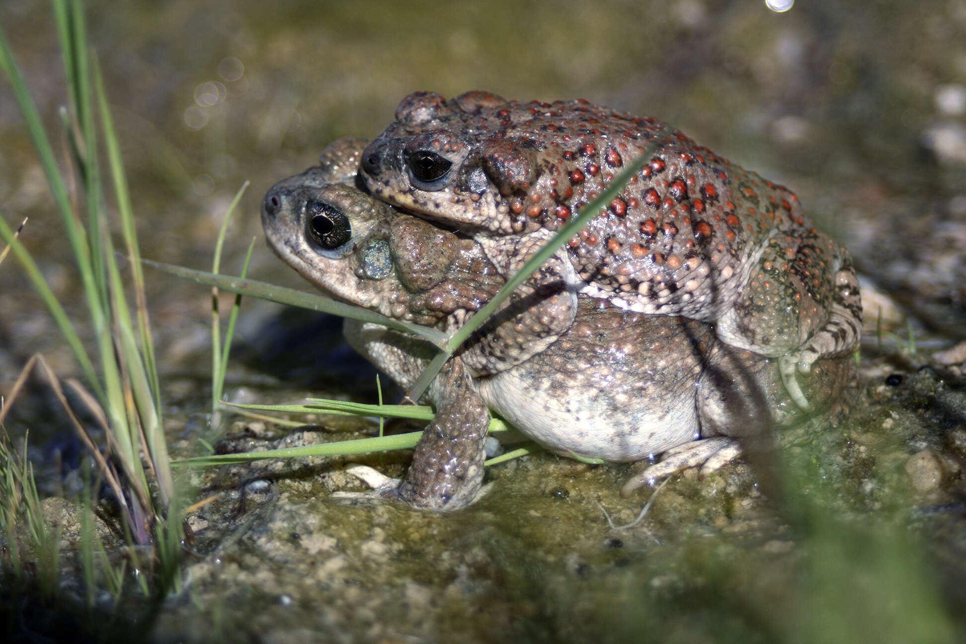 صورة Anaxyrus punctatus (Baird & Girard 1852)