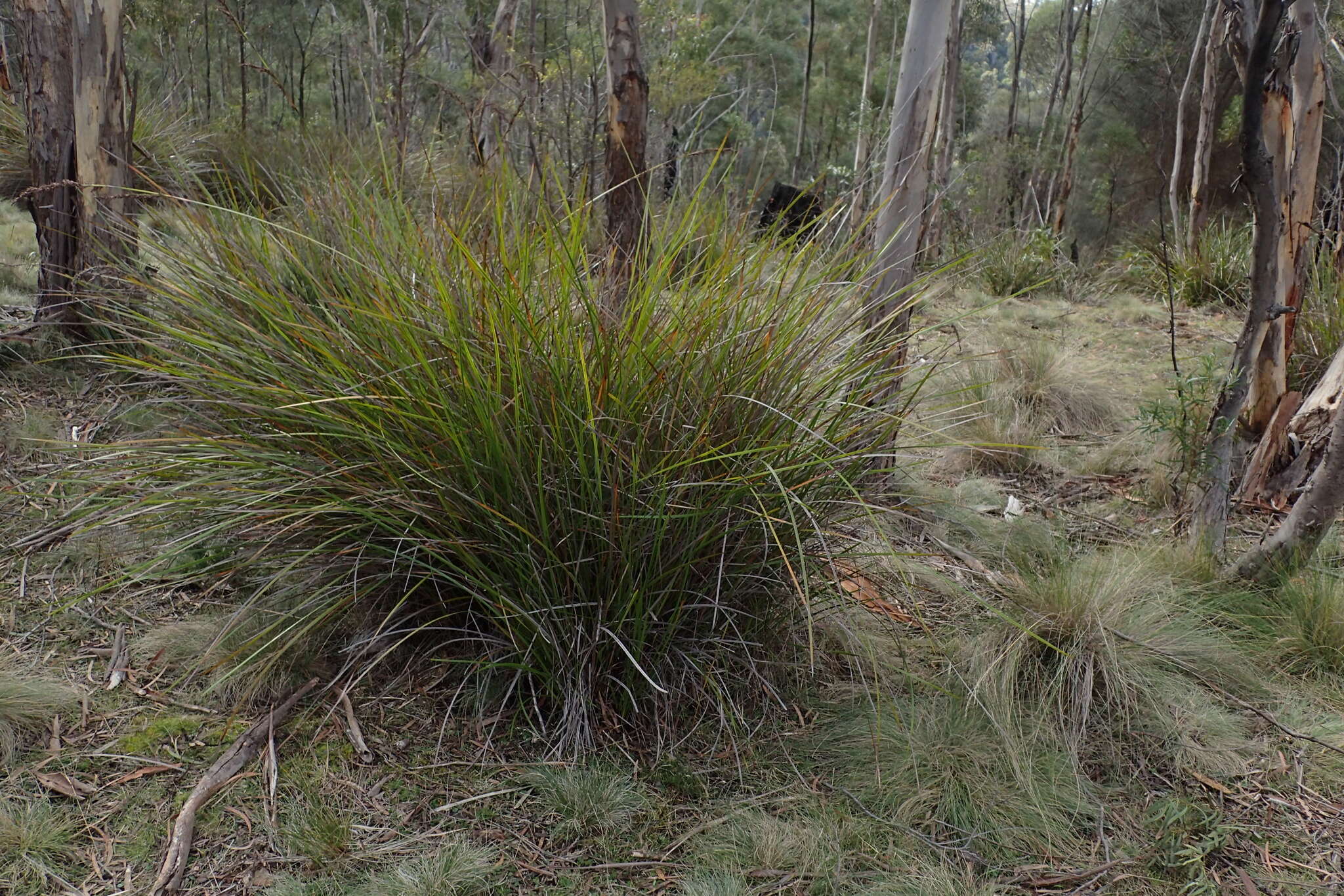 Imagem de Lepidosperma oldfieldii Hook. fil.