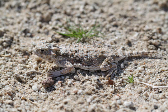 Image of Desert Horned Lizard