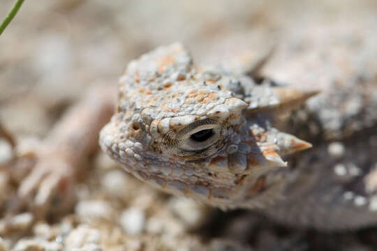 Image of Desert Horned Lizard