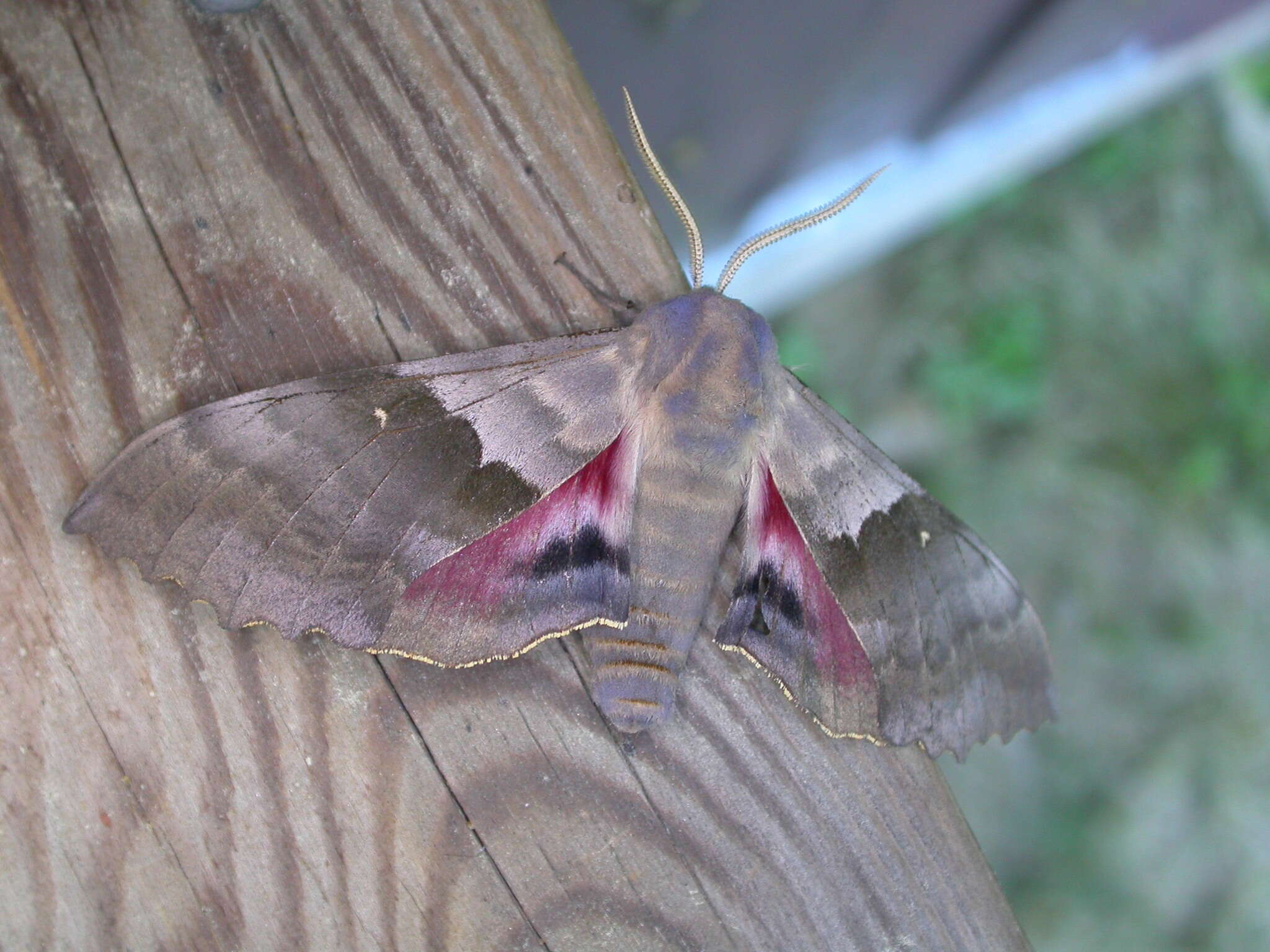 Image of Modest Sphinx