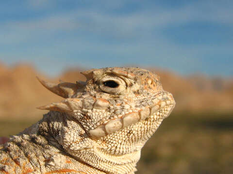 Image of Desert Horned Lizard