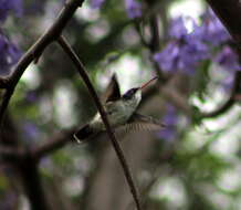 Plancia ëd Leucolia violiceps (Gould 1859)