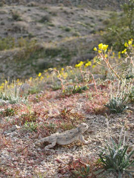 Image of Desert Horned Lizard