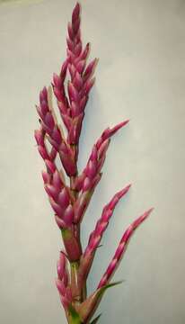 Image of Tillandsia lucida É. Morren ex Baker