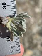 Image of Ruby Mountain buckwheat