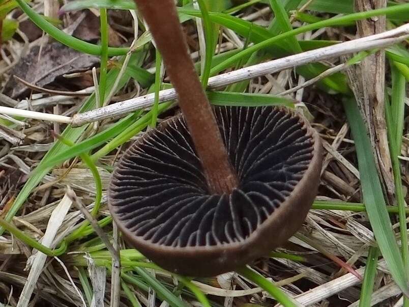 Image de Panaeolus fimicola (Pers.) Gillet 1878