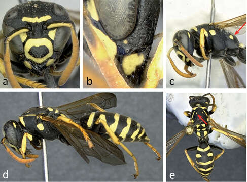 Image of Polistes bischoffi Weyrauch 1937