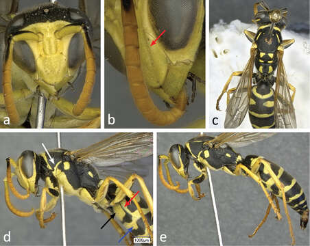 Image of Polistes bischoffi Weyrauch 1937