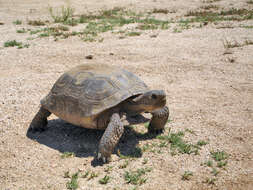 Image of desert tortoise