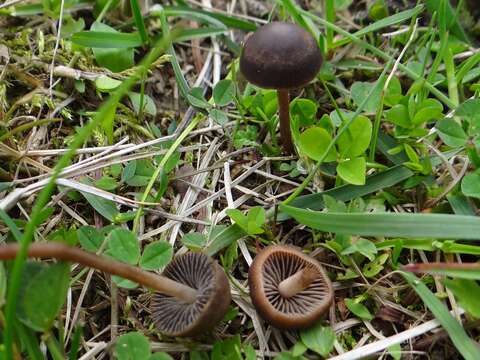 Image of Panaeolus fimicola (Pers.) Gillet 1878