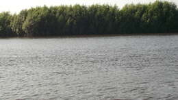 Image of Gray Mangrove