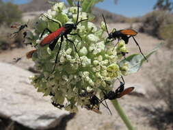 Image of Tarantula Hawks