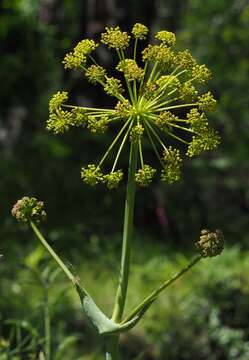 Image de Thapsia villosa L.