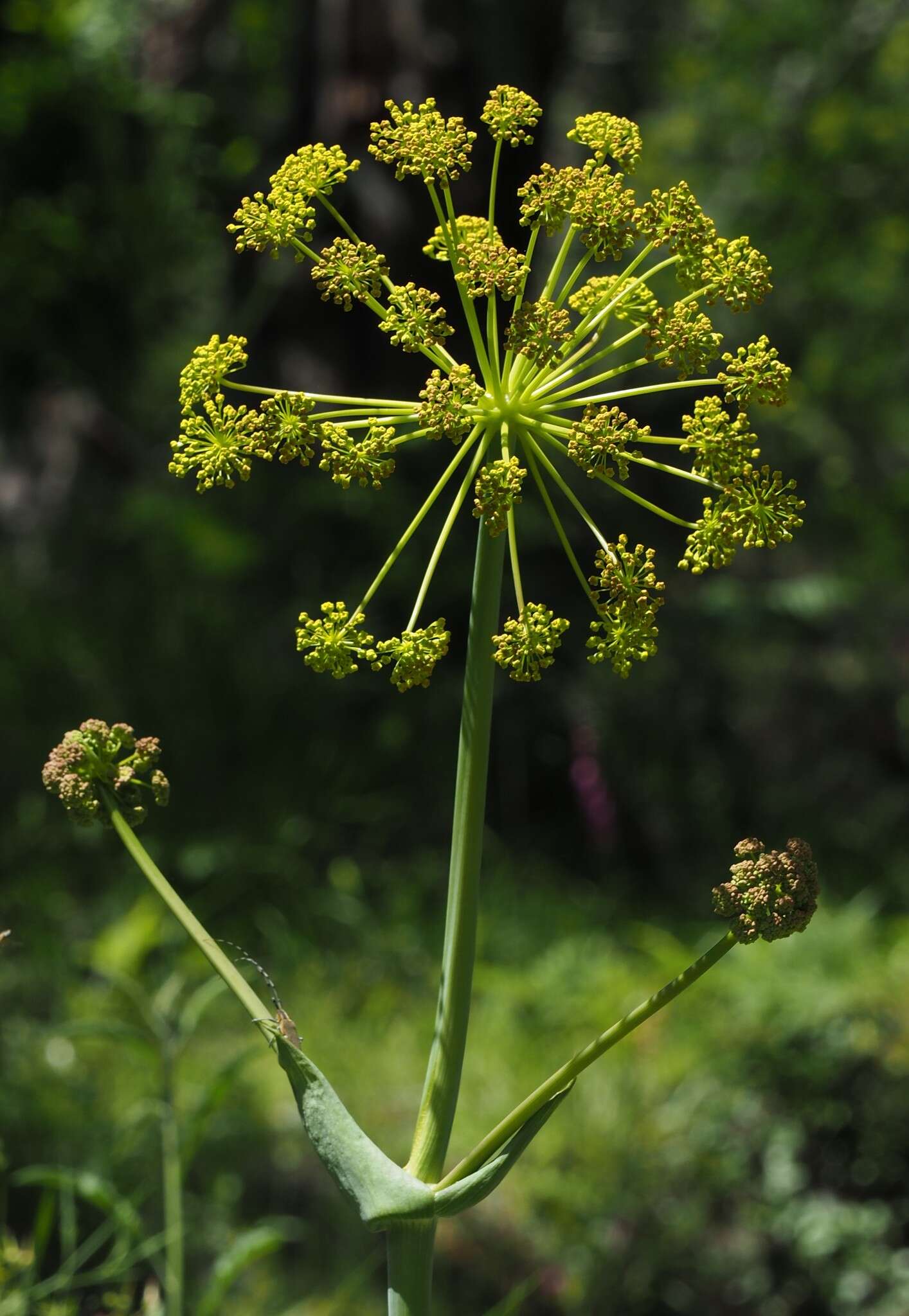 Image of Thapsia villosa L.