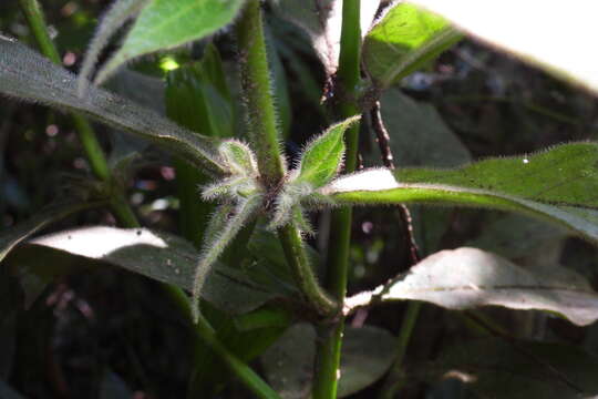 Lasianthus cyanocarpus Jack resmi