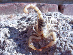 Image of Arizona Hairy Scorpion