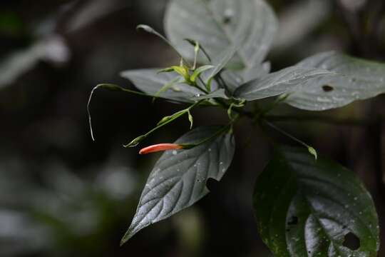 Image of Dicliptera sciadephora Donn. Sm.