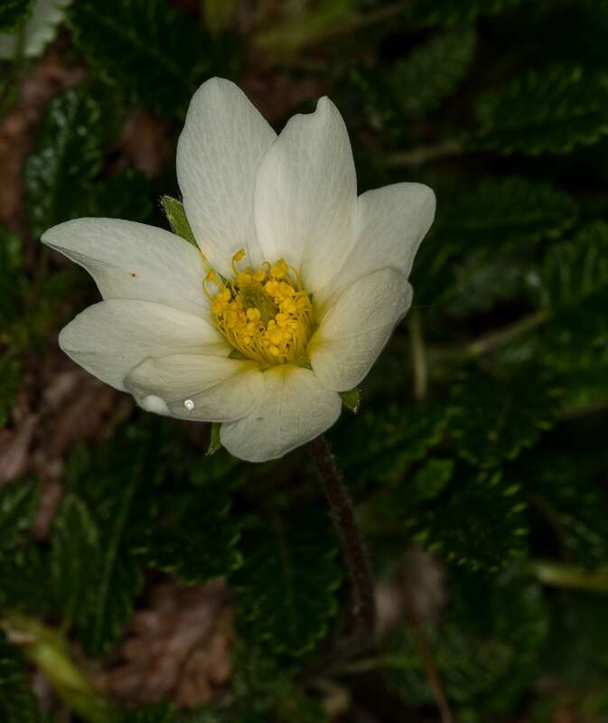 Imagem de Dryas octopetala L.