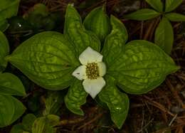 Plancia ëd Cornus canadensis L.