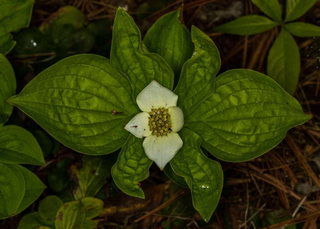 Image of bunchberry dogwood