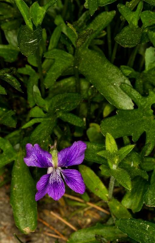 Image of prairie violet