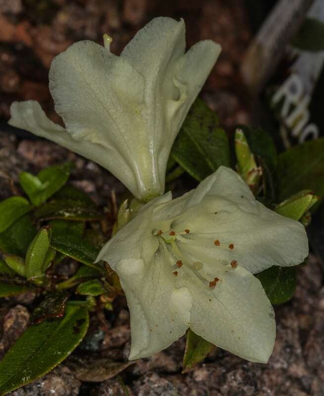 Image of Rhododendron keiskei Miq.