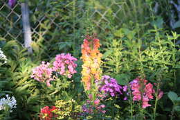 Image of garden snapdragon