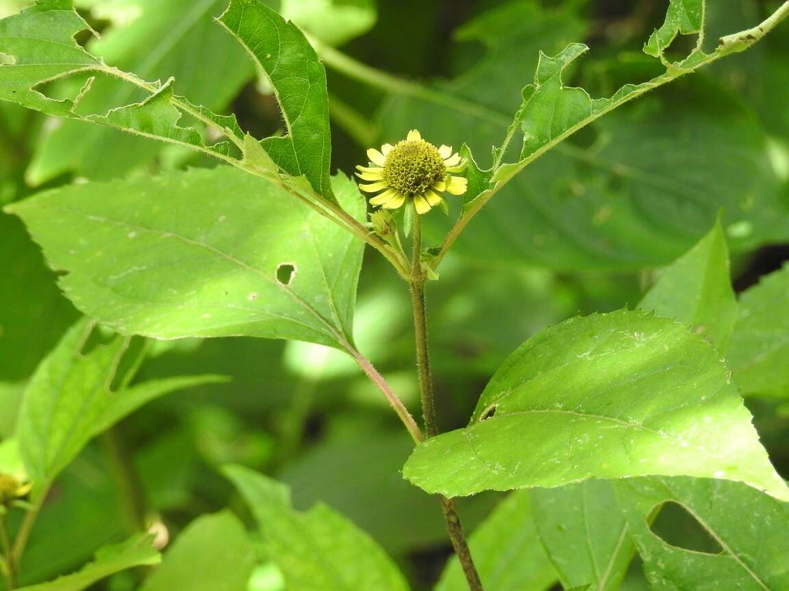 Philactis zinnioides Schrad. resmi