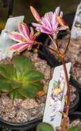 Image of Siskiyou lewisia