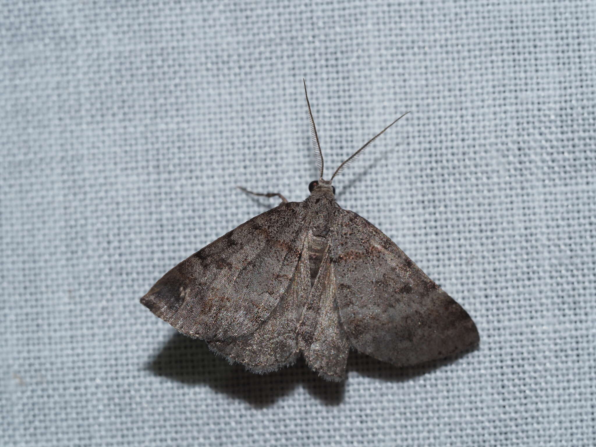 Image of Dichromodes obtusata Walker 1861