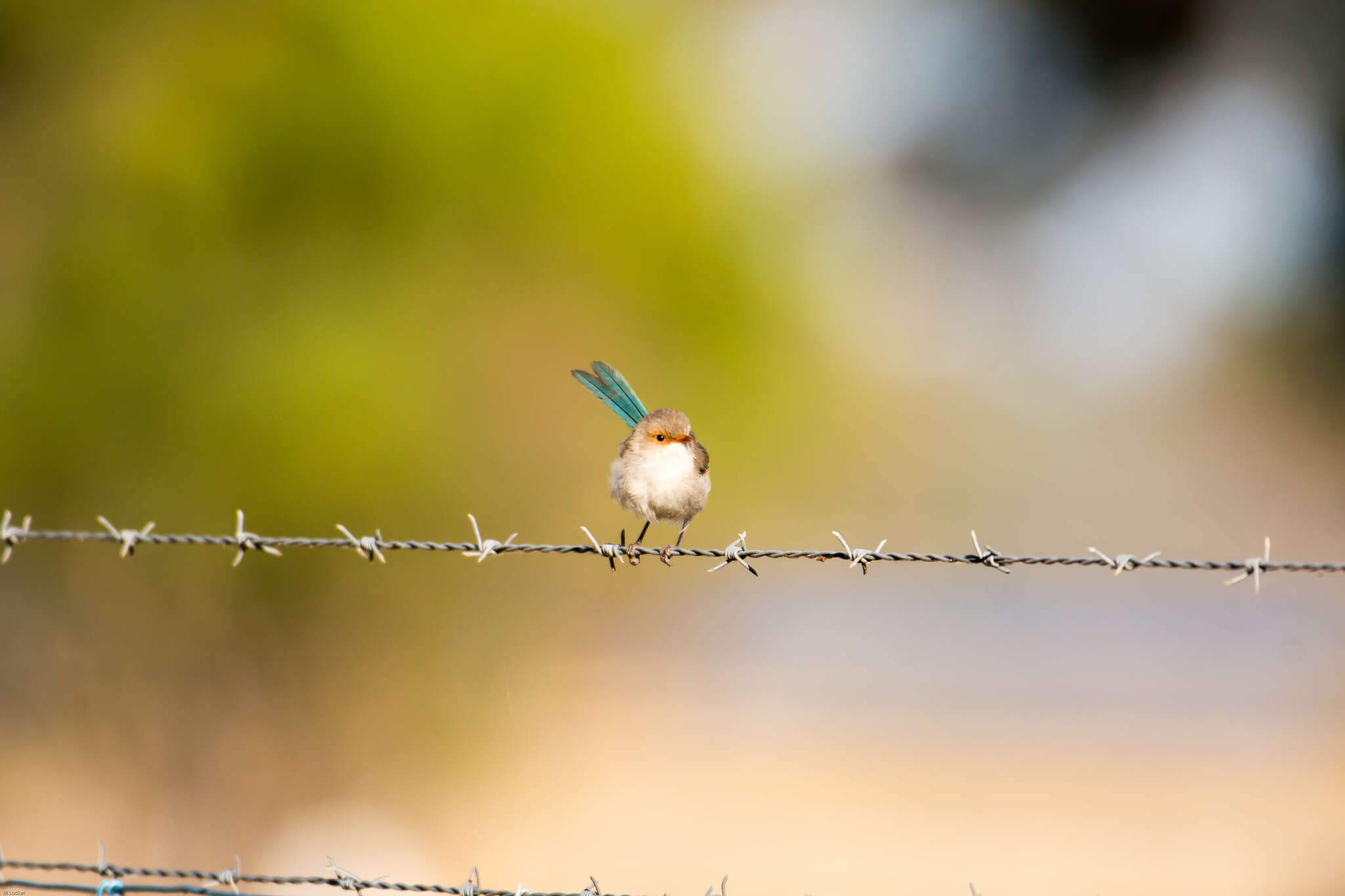 Image of Blue-breasted Fairy-wren