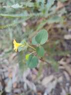 Sivun Oxalis suborbiculata A. Lourteig kuva