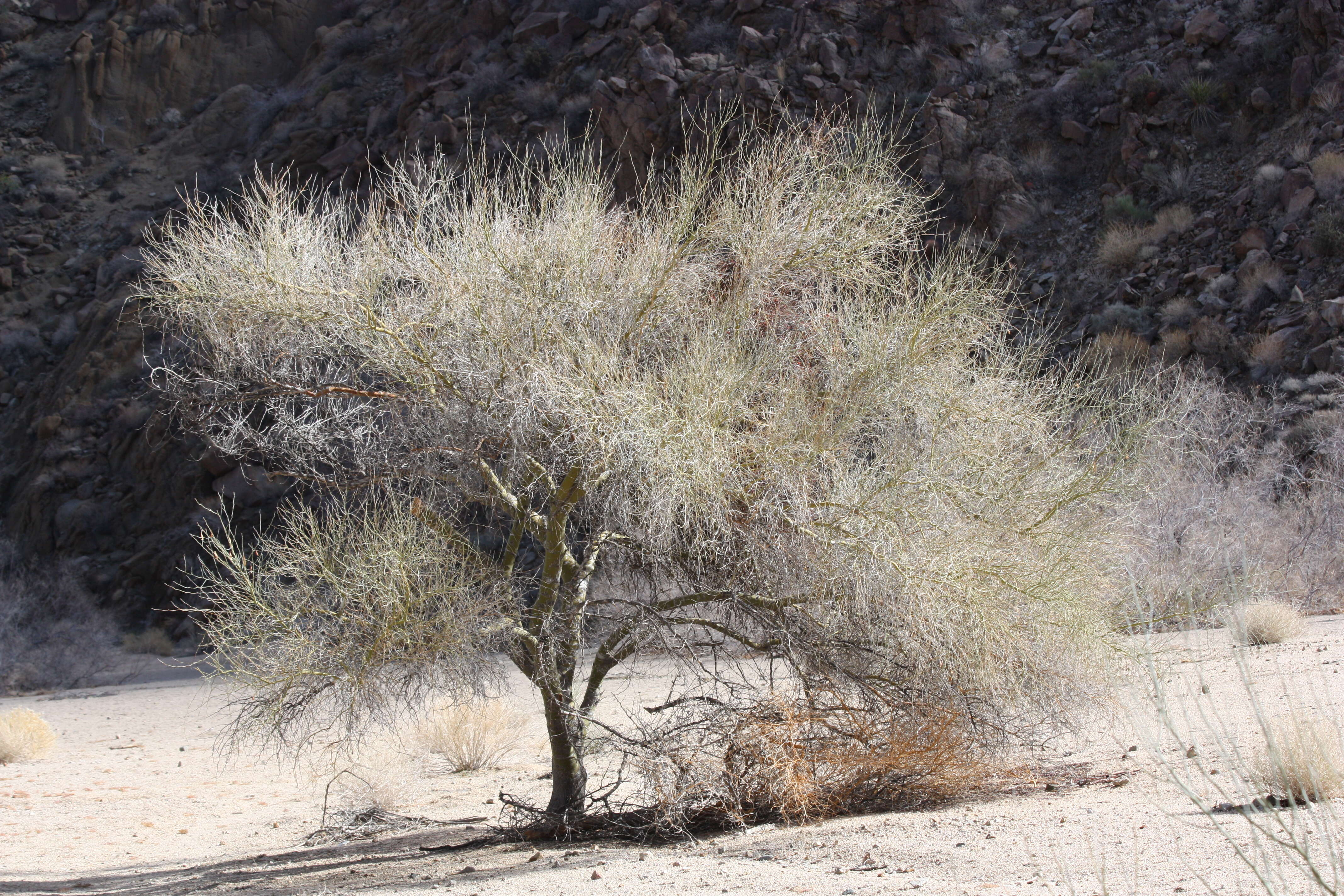 Image of Cercidium floridum