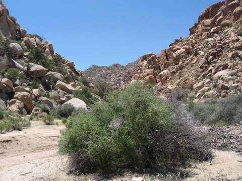 Image of desert almond