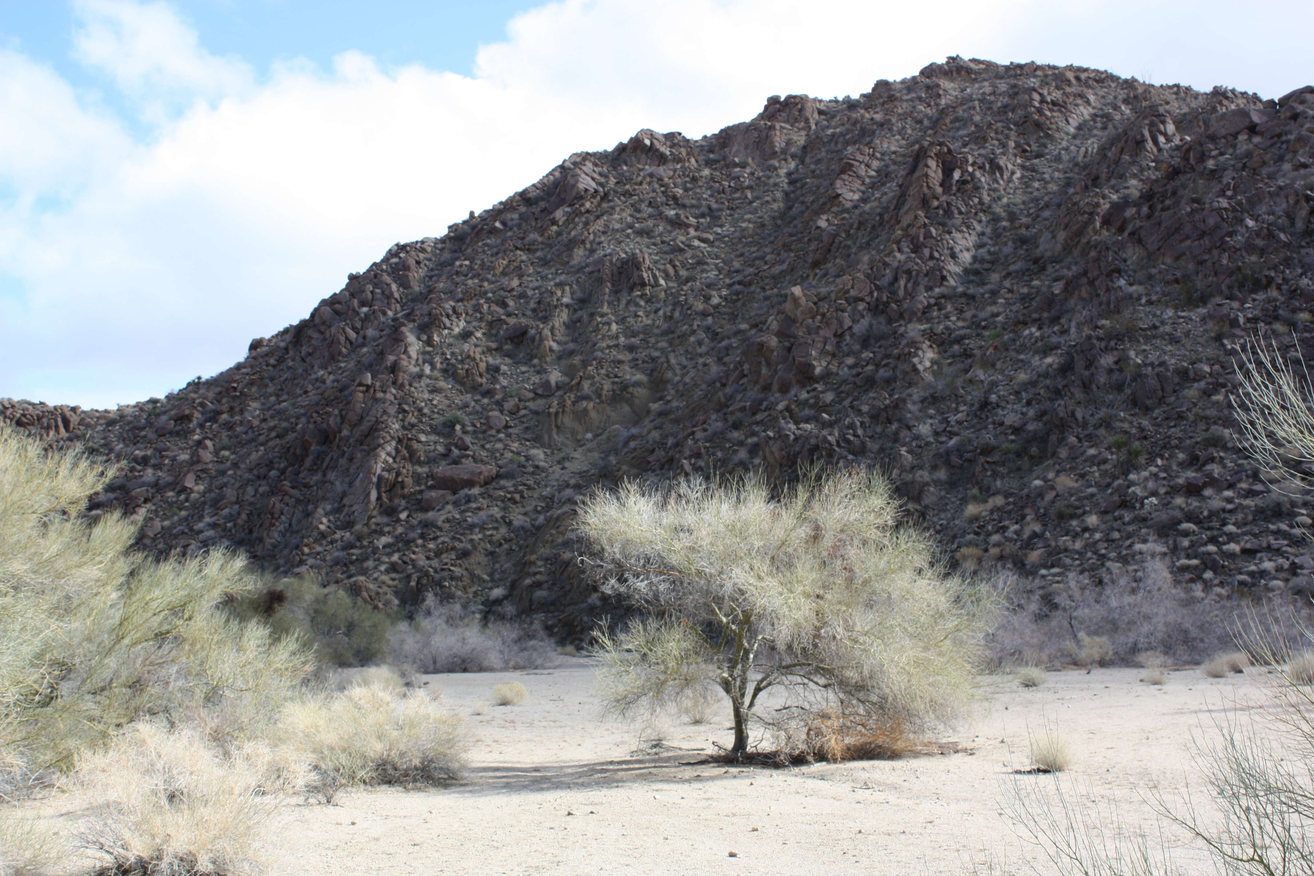 Image of Cercidium floridum