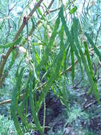 Image of honey mesquite