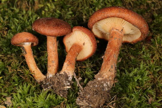 Image of Bonomyces