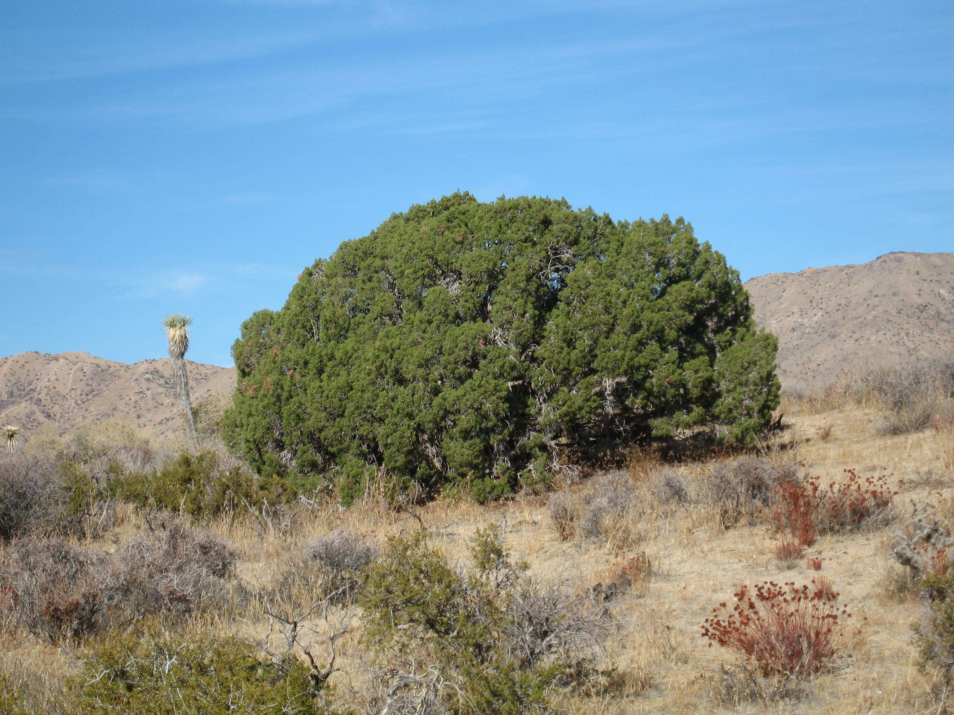 Imagem de Juniperus californica Carrière