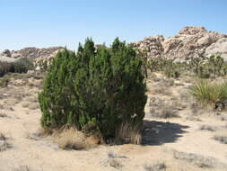 Imagem de Juniperus californica Carrière