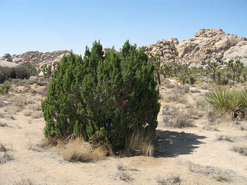 Sivun Juniperus californica Carrière kuva