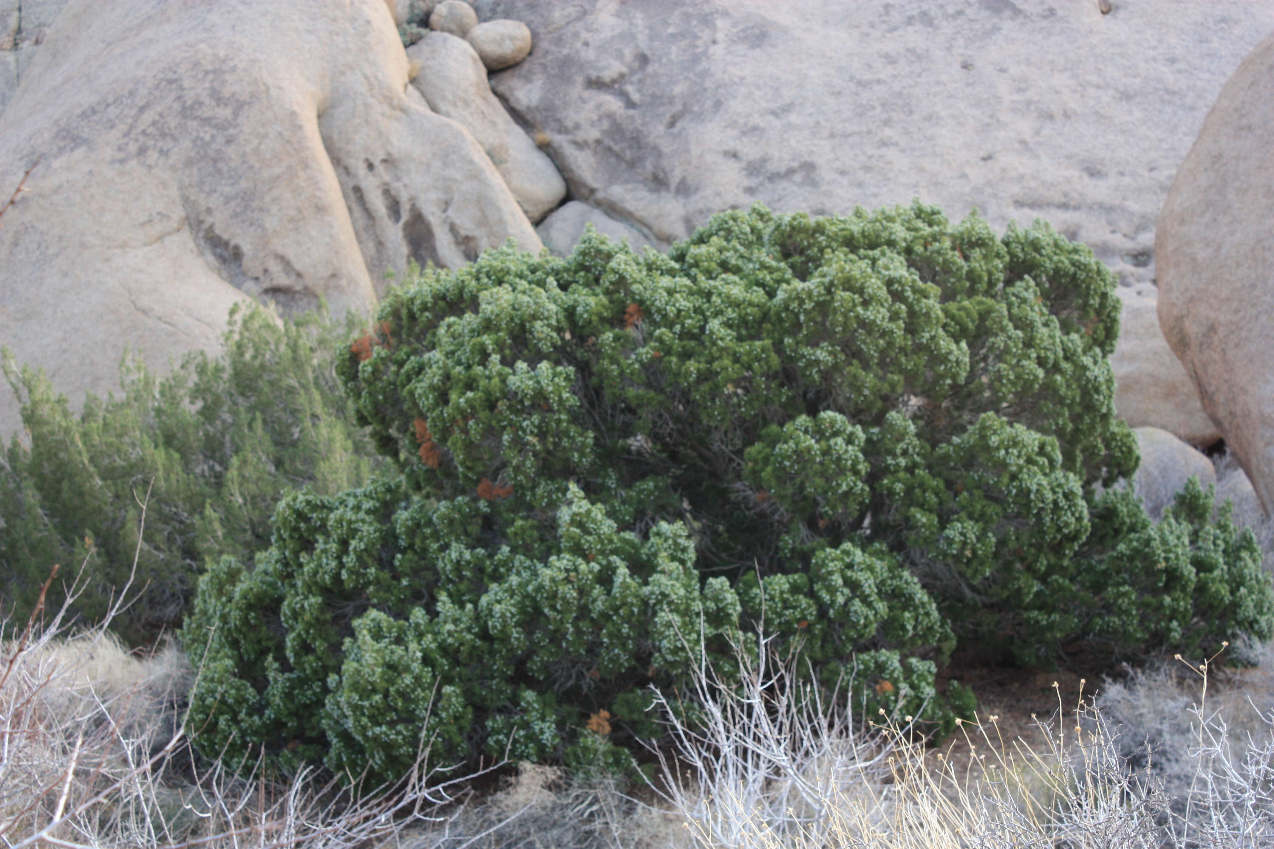 Sivun Juniperus californica Carrière kuva