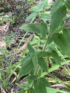 Imagem de Pycnanthemum verticillatum var. pilosum (Nutt.) Cooperr.